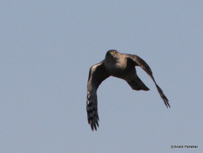 Sharp-shinned hawk _ pervier brun-18.JPG
