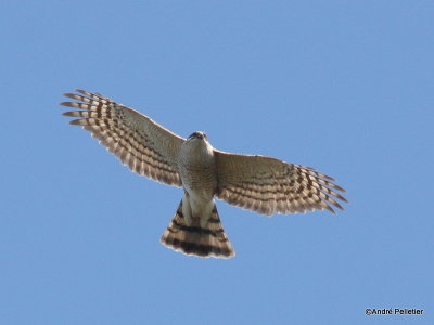 Sharp-shinned hawk _ pervier brun-23.JPG
