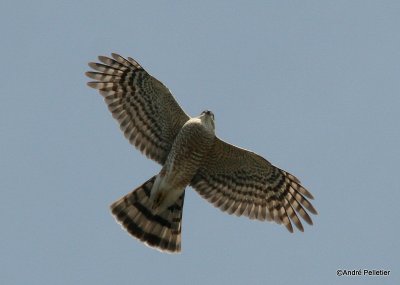 Sharp-shinned hawk _ pervier brun-10.JPG