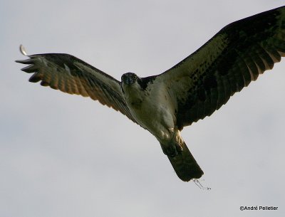 Osprey - Balbuzard pcheur.jpg