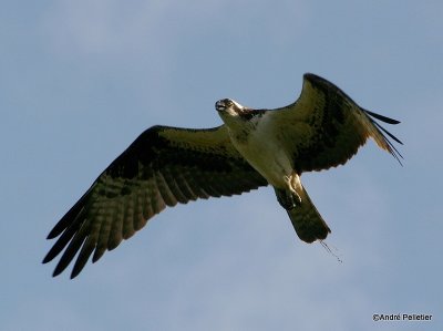 Osprey - Balbuzard pcheur-2.jpg