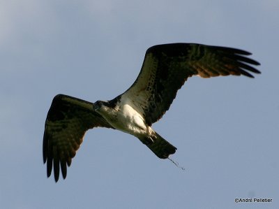 Osprey - Balbuzard pcheur-8.jpg