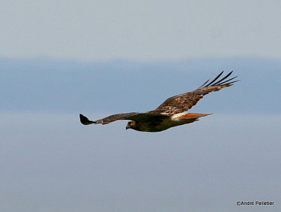 Red-tailed hawk - Buse  queue rousse. 004.jpg