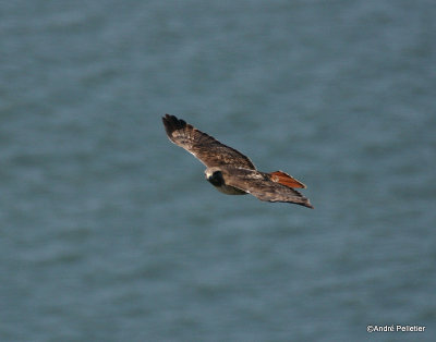 Red-tailed hawk - Buse  queue rousse.jpg