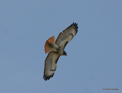 Red-tailed hawk - Buse  queue rousse-1.jpg