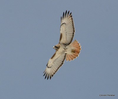 Red-tailed hawk - Buse  queue rousse-2.jpg