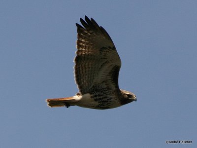 Red-tailed hawk - Buse  queue rousse-3.jpg