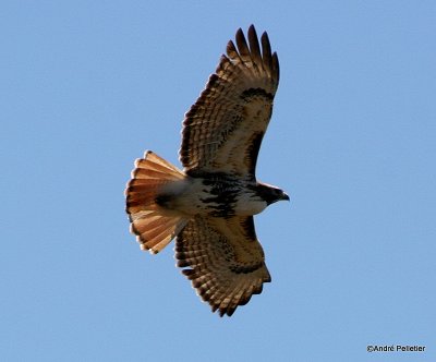 Red-tailed hawk - Buse  queue rousse-4.jpg