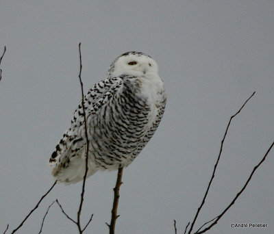 Harfang des neiges - Snowy Owl.JPG