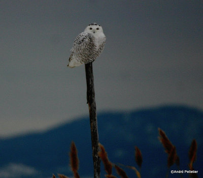 Harfang des neiges - Snowy Owl-1.JPG