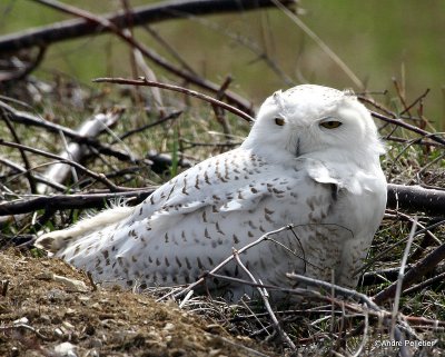 Harfang des neiges - Snowy Owl-6.JPG