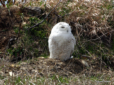 Harfang des neiges - Snowy Owl-11.JPG