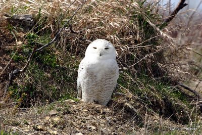 Harfang des neiges - Snowy Owl-12.JPG