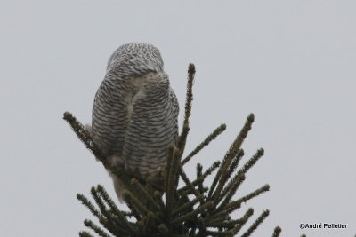 Harfang des neiges - Snowy Owl-13.JPG