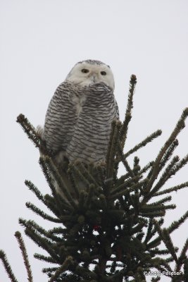 Harfang des neiges - Snowy Owl-14.JPG