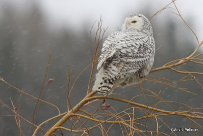 Harfang des neiges - Snowy Owl-15.JPG