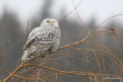 Harfang des neiges - Snowy Owl-16.JPG