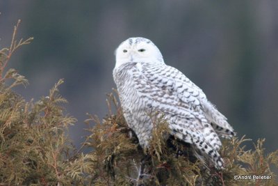 Harfang des neiges - Snowy Owl-17.JPG