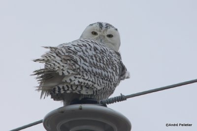Harfang des neiges - Snowy Owl-18.JPG