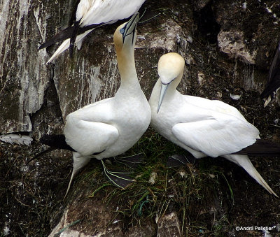 Fous de Bassan  Northern Gannets-7.jpg