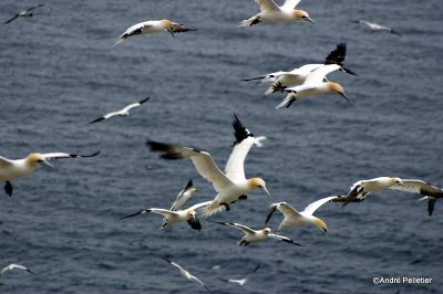 Fous de Bassan  Northern Gannets-3.jpg