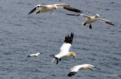 Fous de Bassan  Northern Gannets-5.jpg