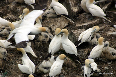 Fous de Bassan  Northern Gannets-9.jpg