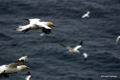 Fous de Bassan  Northern Gannets-14.jpg