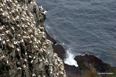 Fous de Bassan  Northern Gannets-18.jpg