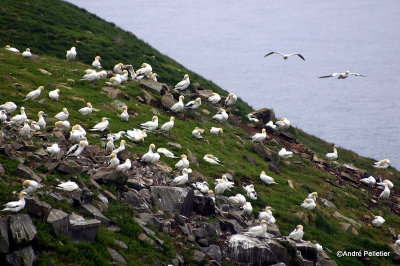 Fous de Bassan  Northern Gannets-15.jpg