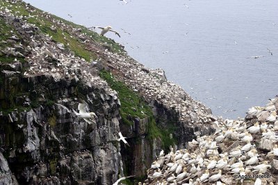 Fous de Bassan  Northern Gannets-11.jpg