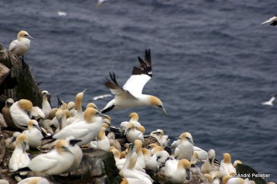 Fous de Bassan  Northern Gannets-13.jpg