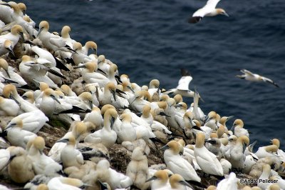 Fous de Bassan  Northern Gannets-2.jpg