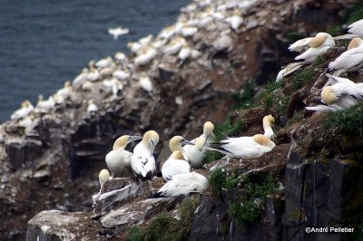 Fous de Bassan  Northern Gannets.jpg