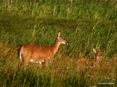 Whitetail deer Chevreuil Cerf de Virginie-3.JPG