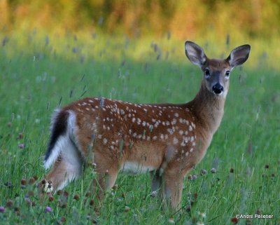 Whitetail deer Chevreuil Cerf de Virginie-2.JPG