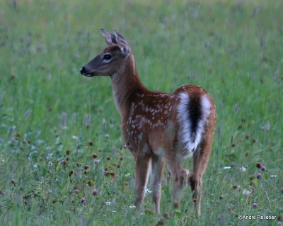 Chevreuil Cerf de Virgine Whitetail deer-14.JPG