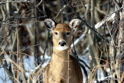 Chevreuil Cerf de Virgine Whitetail deer-7.jpg