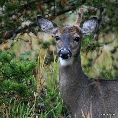 Chevreuil Cerf de Virgine Whitetail deer-48.JPG