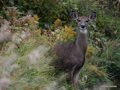 Chevreuil Cerf de Virgine Whitetail deer-54.JPG