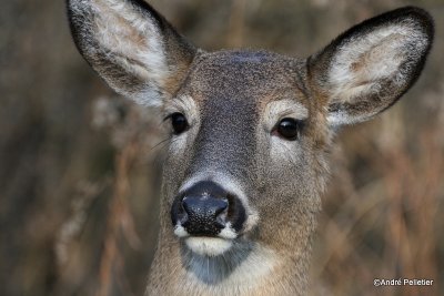 Chevreuil Cerf de Virgine Whitetail deer-155.JPG