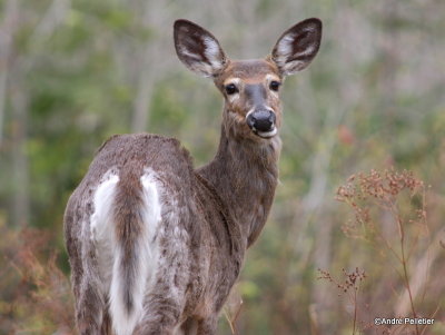Whitetail deer Chevreuil Cerf de Virginie-44.JPG