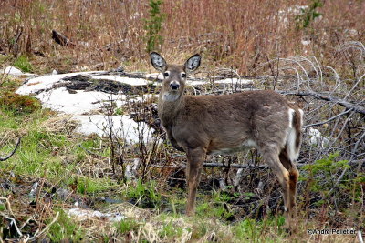 Whitetail deer Chevreuil Cerf de Virginie-55.jpg