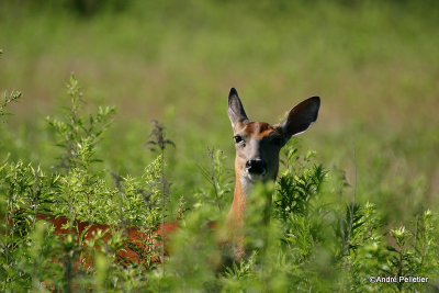 Whitetail deer Chevreuil Cerf de Virginie-56.jpg