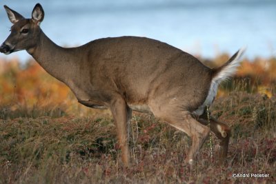 Chevreuil Cerf de Virgine Whitetail deer-67.JPG