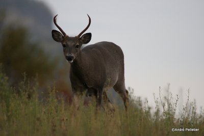 Whitetail deer Chevreuil Cerf de Virginie-13.JPG