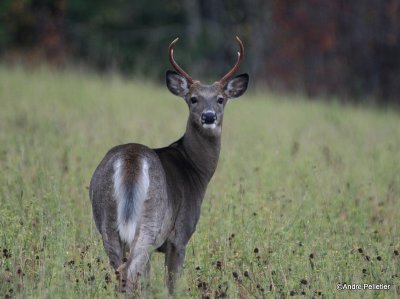 Whitetail deer Chevreuil Cerf de Virginie-14.JPG