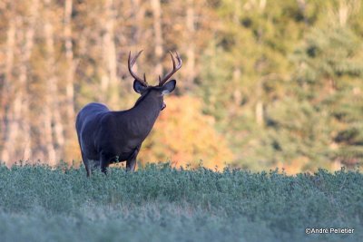 Whitetail deer Chevreuil Cerf de Virginie-18.JPG