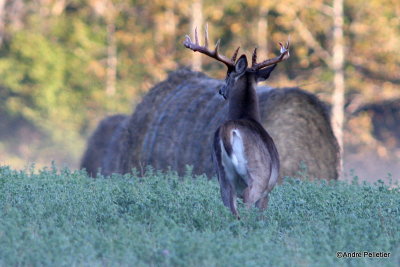 Whitetail deer Chevreuil Cerf de Virginie-19.JPG