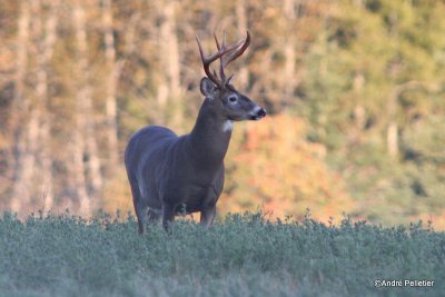 Whitetail deer Chevreuil Cerf de Virginie-25.JPG